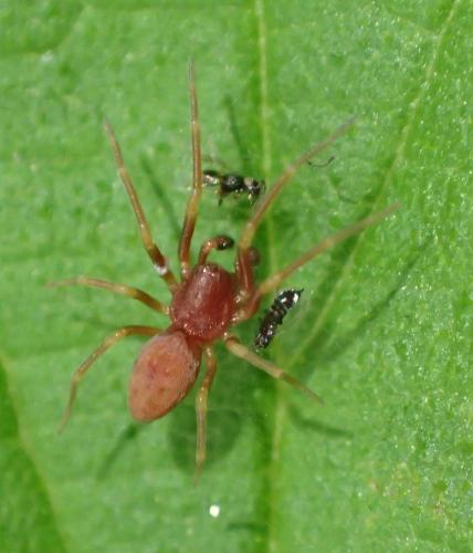 Réf. 196 801 : Nigma sp.